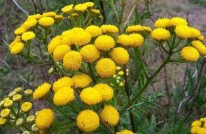 Wróg z Tansy