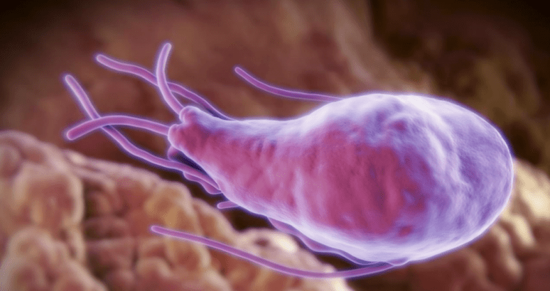 ACLEOCOCCUS i ECHINOCOCCUS